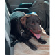 Show Tech Car Safety Belt 46-73cm - pasy dla psa do samochodu