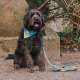 Max&Molly Reversible Bandana Black Sheep - bandana dla psa, dwustronna
