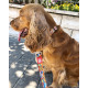 Max&Molly GOTCHA! Smart ID Heroes Collar - obroża z zawieszką smart Tag dla psa 