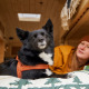 Hurtta Casual Eco Harness Cinnamon - szelki norweskie dla psa z recyklingowych materiałów