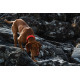 Hurtta Weekend Warrior Collar Eco Rosehip - pochodząca z recyklingu wodoodporna obroża dla psa