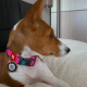 Waudog Waterproof Collar With QR Code Pink - obroża wodoodporna dla psa, różowa z zawieszką QR