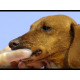 Artero Finger Toothbrush 2szt. - szczotka do mycia zębów dla psa i kota, nakładka na palec