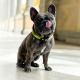Max&Molly GOTCHA! Smart ID Kiwi Collar - obroża z zawieszką smart Tag dla psa 