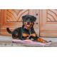 Max&Molly GOTCHA! Smart ID Retro Pink Collar - obroża z zawieszką smart Tag dla psa