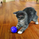 KONG Cat Treat Dispensing Ball - zabawka na przysmaki dla kota, lekka kula z tworzywa
