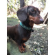 Max&Molly GOTCHA! Smart ID Vintage Collar - obroża z zawieszką smart Tag dla psa