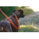 Julius K9 Supergrip Color & Gray Training Leash 1,4x300cm - smycz treningowa bez uchwytu