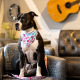 Max&Molly Reversible Bandana Cherry Bloom - bandana dla psa, dwustronna