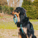 Max&Molly GOTCHA! Smart ID Retro Blue Collar - obroża z zawieszką smart Tag dla psa