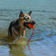 KONG Aqua - gumowa, pływająca zabawka dla psa z liną, pomarańczowa